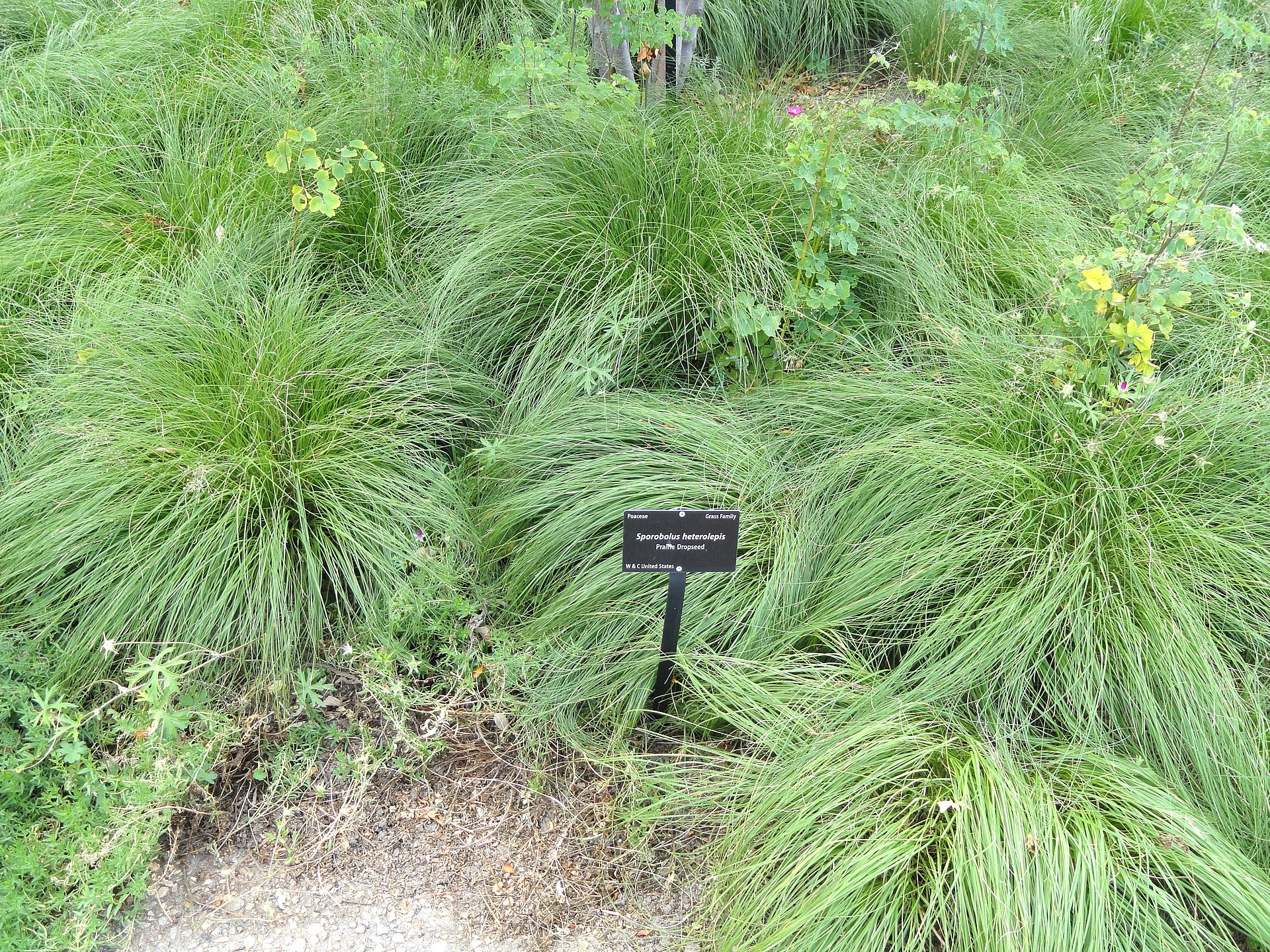 Prairie Dropseed